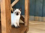 LUNA - Siamese Kitten For Sale - Maclean&comma; VA&comma; US