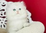 Vinnie - British Shorthair Kitten For Sale - Brooklyn&comma; NY&comma; US