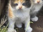 Speckle - Domestic Kitten For Sale - Renton&comma; WA&comma; US