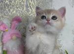 Dora - Scottish Straight Kitten For Sale - Brooklyn&comma; NY&comma; US