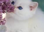 Johny - British Shorthair Kitten For Sale - Brooklyn&comma; NY&comma; US