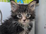 Lulu - Maine Coon Kitten For Sale - 