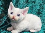 Gregory - Devon Rex Kitten For Sale - Brooklyn&comma; NY&comma; US