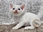 Gerald - Devon Rex Kitten For Sale - Brooklyn&comma; NY&comma; US
