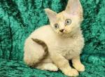 Grant - Devon Rex Kitten For Sale - Brooklyn&comma; NY&comma; US