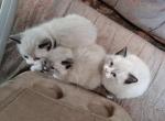 Sophia's - Snowshoe Kitten For Sale - Kent&comma; WA&comma; US