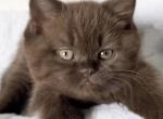Chocolate litter - British Shorthair Kitten For Sale - Clifton&comma; NJ&comma; US