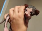 Beetle - Sphynx Kitten For Sale - Vineland&comma; NJ&comma; US
