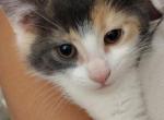 Cherry - Domestic Kitten For Sale - Farmington&comma; CT&comma; US
