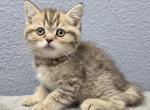 Mateo - Scottish Straight Kitten For Sale - FL&comma; US