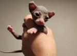 Mantis - Sphynx Kitten For Sale - Vineland&comma; NJ&comma; US