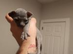 Atlas - Sphynx Kitten For Sale - Vineland&comma; NJ&comma; US