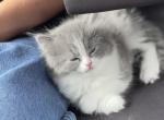Grey and white female Persian ragdoll - Persian Kitten For Sale - McKinney&comma; TX&comma; US