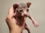 Hopper - Sphynx Kitten For Sale - Vineland&comma; NJ&comma; US