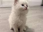 Sheyla - Ragdoll Kitten For Sale - 