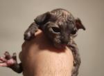 Cicada - Sphynx Kitten For Sale - Vineland&comma; NJ&comma; US