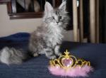 Marcelina - Maine Coon Kitten For Sale - 