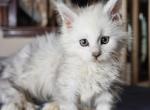Valero - Maine Coon Kitten For Sale - Dallas&comma; TX&comma; US