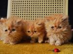 Rona - Persian Kitten For Sale - Dallas&comma; TX&comma; US