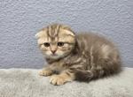 Chloe - Scottish Fold Kitten For Sale - FL&comma; US