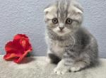 William - Scottish Fold Kitten For Sale - FL&comma; US