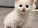 Flame - Ragdoll Kitten For Sale - 