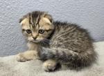 Samuel - Scottish Fold Kitten For Sale - FL&comma; US