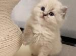 Fury - Ragdoll Kitten For Sale - 