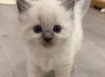 Sparky - Ragdoll Kitten For Sale - 