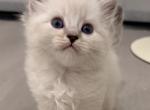 Jeff - Ragdoll Kitten For Sale - 