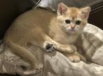 Theodore - Scottish Straight Kitten For Sale - 