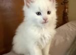 Male Maine Coon CFA registered available - Maine Coon Kitten For Sale - Marshalltown&comma; IA&comma; US
