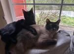 Apollo - Siamese Cat For Sale - 