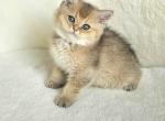 British straight 3 - British Shorthair Kitten For Sale - Helotes&comma; TX&comma; US