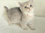 British 3 - British Shorthair Kitten For Sale - Helotes&comma; TX&comma; US