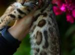 Bellagio - Bengal Kitten For Sale - Las Vegas&comma; NV&comma; US