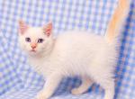 Balinese male kitten - Balinese Kitten For Sale - Terrell&comma; TX&comma; US