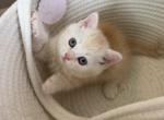 Sweet Scottish Straight - Scottish Straight Kitten For Sale - Orlando&comma; FL&comma; US
