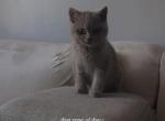 Mikyy - British Shorthair Kitten For Sale - Manassas&comma; VA&comma; US