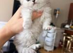 Purebred chinchilla silver Persian female - Persian Kitten For Sale - Staten Island&comma; NY&comma; US