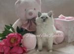 Lemon - Ragdoll Kitten For Sale - Mt Morris&comma; IL&comma; US
