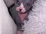 Sphynx Kittens for Sale in Miami Florida - Sphynx Kitten For Sale - 