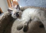 Balinese seal points and Lynx points available now - Balinese Kitten For Sale - 