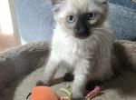 Balinese seal points new litter ready June14 - Balinese Kitten For Sale - Walworth&comma; WI&comma; US