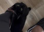Kiko - Bombay Kitten For Adoption - Indianapolis&comma; IN&comma; US