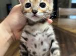 Lily - Bengal Kitten For Sale - 