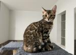 Pete - Bengal Kitten For Sale - 