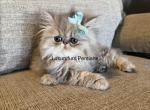 Smokey - Persian Kitten For Sale - 