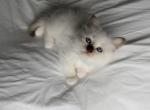 Birman Rafael - Birman Kitten For Sale - 