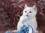 Winston British Shorthair Cinnamon Golden Point - British Shorthair Kitten For Sale - 